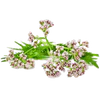 valerian_root_small.webp