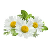 chamomile_powder_small.webp